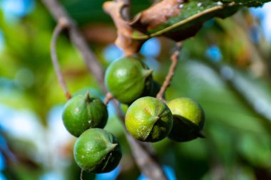 Olgun tropik macadamia fındıkları macadamia ağacını teslim ediyor hasat için hazır.