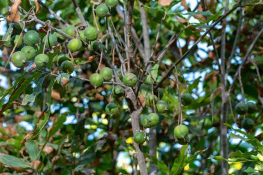 Olgun tropik macadamia fındıkları macadamia ağacını teslim ediyor hasat için hazır.