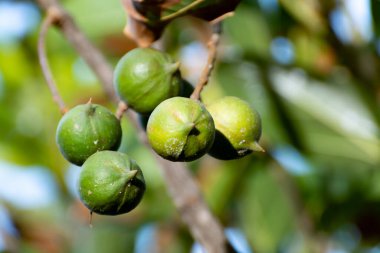 Olgun tropik macadamia fındıkları macadamia ağacını teslim ediyor hasat için hazır.