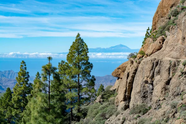 Gran Kanarya adasındaki Yeşil Kanarya çam ağacı ve dağlar manzarası, Teide Dağı manzarası, Tenerife, Kanarya adaları, İspanya