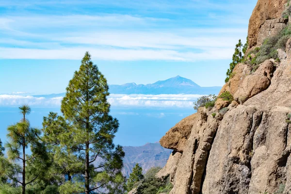 Gran Kanarya adasındaki Yeşil Kanarya çam ağacı ve dağlar manzarası, Teide Dağı manzarası, Tenerife, Kanarya adaları, İspanya