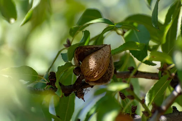 アーモンドの木の上で育った殻の中のアーモンドナッツを閉じる — ストック写真