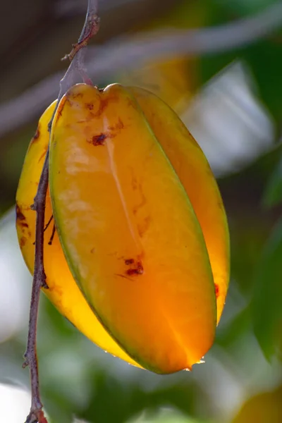 Carambola Averrhoa Arancio Maturo Frutti Stellari Che Crescono Alberi Clima — Foto Stock