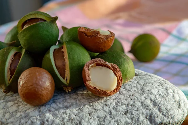 Nouvelle Récolte Noix Macadamia Australiennes Fraîches Mûres Coquille Avec Feuilles — Photo