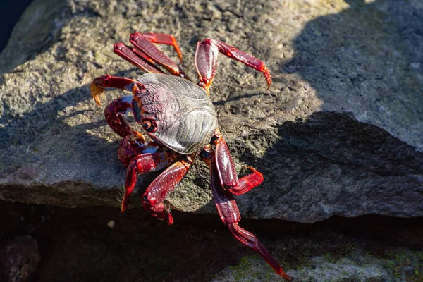 Moorish Red Legged Crab Grapsus Adscensionis Common Crustacean Gran Canaria — Stock Photo, Image
