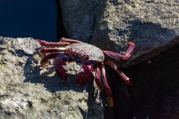 Maurský Krab Červenonohý Grapsus Adscensionis Běžný Korýš Gran Canaria Kanárské — Stock fotografie