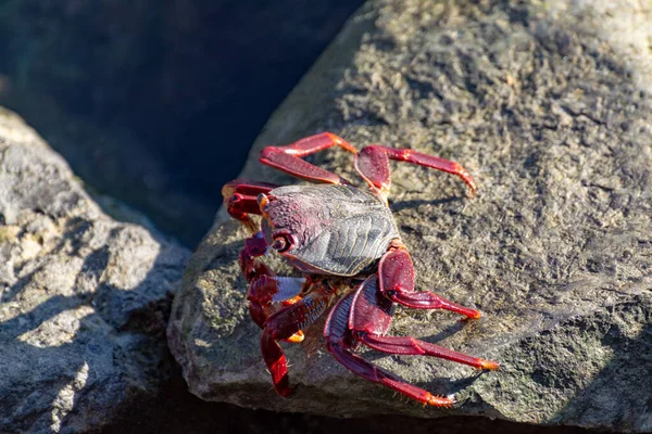Crabe Pattes Rouges Grapsus Adscensionis Crustacé Commun Gran Canaria Îles — Photo