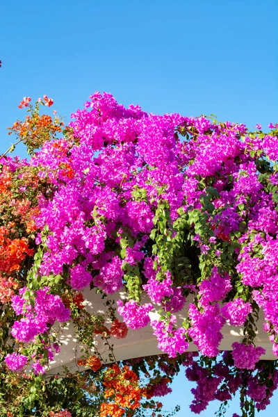 Vista Calle Con Flor Planta Ornamental Buganvilla Con Coloridas Hojas — Foto de Stock