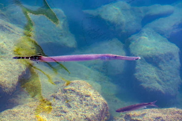 Trumpetfish Кришталево Чистий Вид Океанську Воду Зверху — стокове фото