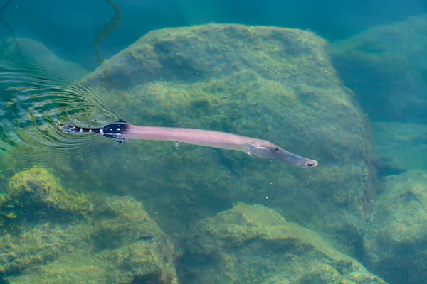 Trumpetfish Кришталево Чистий Вид Океанську Воду Зверху — стокове фото