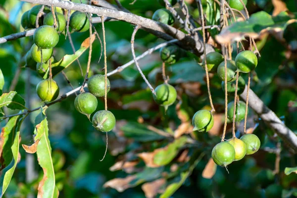 Nueces Macadamia Tropicales Maduras Entregando Árbol Macadamia Listo Para Cosecha — Foto de Stock