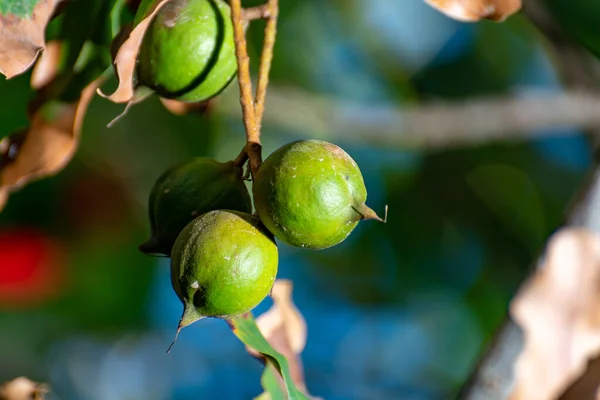 Nueces Macadamia Tropicales Maduras Entregando Árbol Macadamia Listo Para Cosecha — Foto de Stock