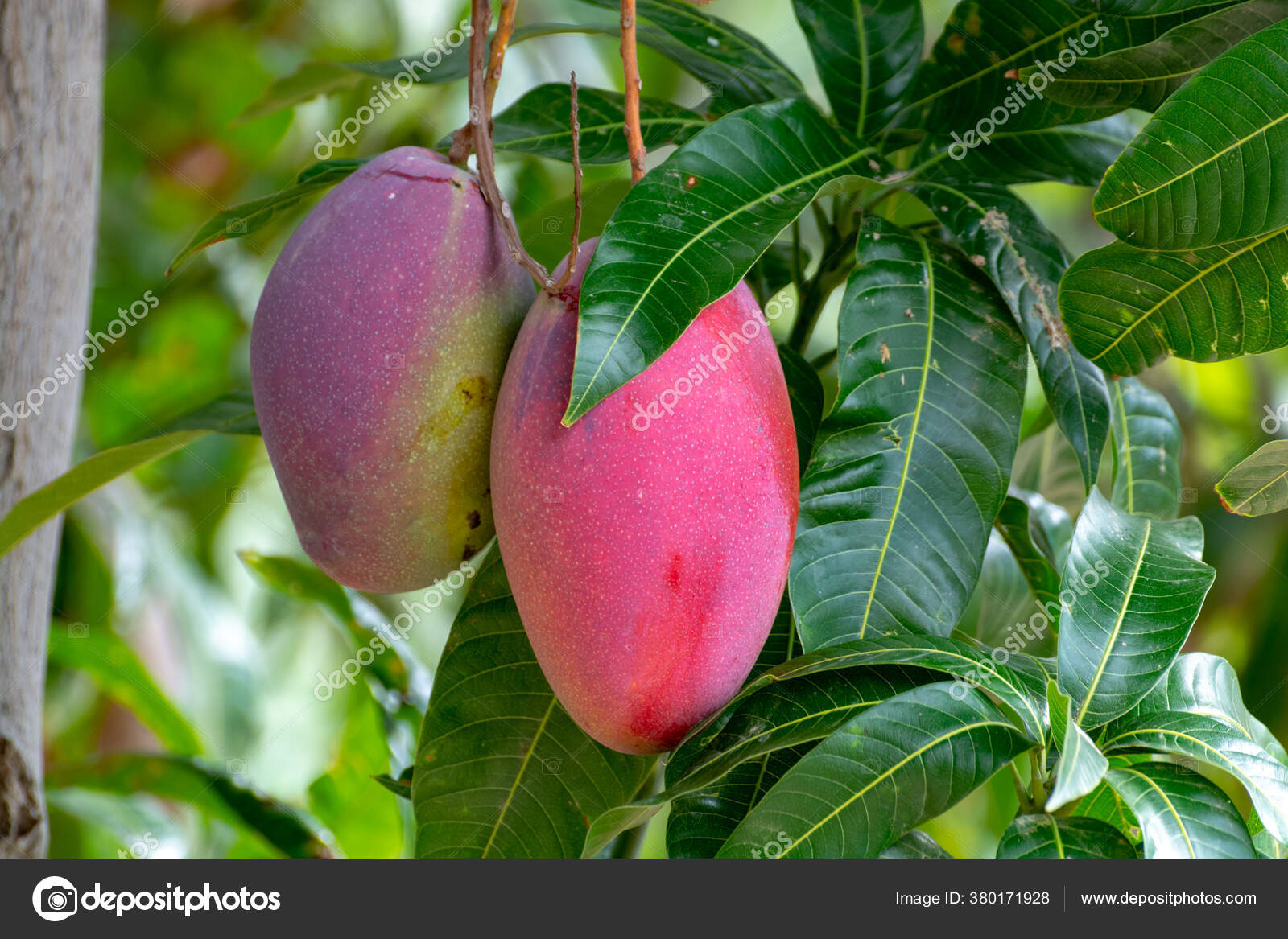 Árbol Mango Tropical Con Grandes Frutos Maduros Mango Creciendo Huerto