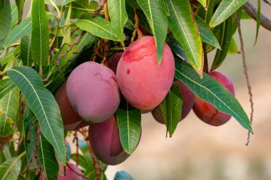 İspanya 'nın Gran Canaria adasında meyve bahçesinde yetişen büyük olgun mango meyveleriyle tropik mango ağacı..