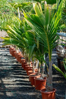 Bahçeler, bahçeler ve parklar için bahçe dükkanlarında, ev bitkilerinde ve dekodlu bitkilerde satılık kovalardaki genç palmiye ağaçları.