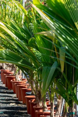 Bahçeler, bahçeler ve parklar için bahçe dükkanlarında, ev bitkilerinde ve dekodlu bitkilerde satılık kovalardaki genç palmiye ağaçları.