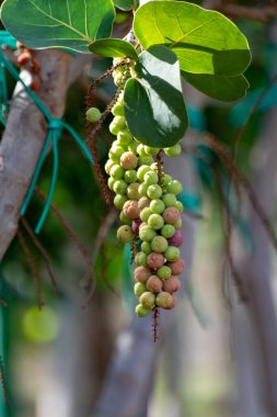 Coccoloba uvifera yeşil tropikal bitki meyveli, deniz üzüm bitkisi yakın