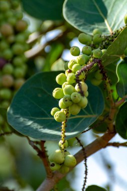 Coccoloba uvifera yeşil tropikal bitki meyveli, deniz üzüm bitkisi yakın
