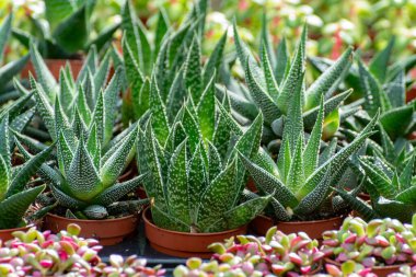 Bahçeler ve parklar için çeşitli kaktüslerin çeşitli sulu bitkileri bahçe dükkanlarında satışta.