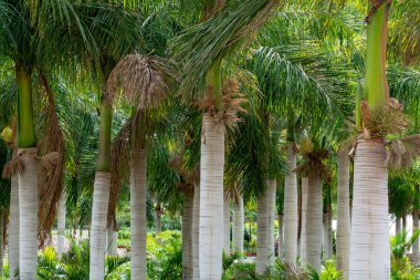 Hindistan cevizi palmiye ağaçları ve bahçe dükkanında satılan farklı sulu bitkiler, ev bitkileri ekimi ve bahçeler ve parklar için decovative bitkiler.