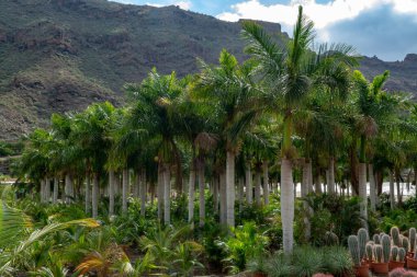 Hindistan cevizi palmiye ağaçları ve bahçe dükkanında satılan farklı sulu bitkiler, ev bitkileri ekimi ve bahçeler ve parklar için decovative bitkiler.