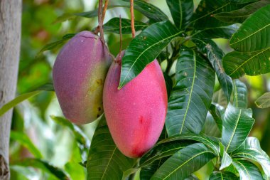 İspanya 'nın Gran Canaria adasında meyve bahçesinde yetişen büyük olgun mango meyveleriyle tropik mango ağacı..