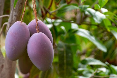 İspanya 'nın Gran Canaria adasında meyve bahçesinde yetişen büyük olgun mango meyveleriyle tropik mango ağacı..