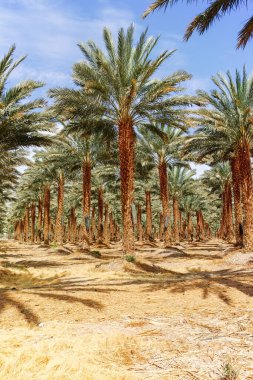 Phoenix Dactylifera çiftliği, genellikle Arava ve Negev çöllerinde hurma ağaçları veya hurma ağaçları olarak bilinir, tatlı ve lezzetli Medjool hurma meyveleri yetiştirme
