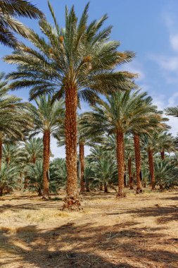 Phoenix Dactylifera çiftliği, genellikle Arava ve Negev çöllerinde hurma ağaçları veya hurma ağaçları olarak bilinir, tatlı ve lezzetli Medjool hurma meyveleri yetiştirme