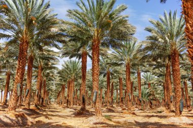 Phoenix Dactylifera çiftliği, genellikle Arava ve Negev çöllerinde hurma ağaçları veya hurma ağaçları olarak bilinir, tatlı ve lezzetli Medjool hurma meyveleri yetiştirme