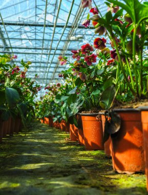 Helleborus veya Noel gülü, solmuş çiçek bahçesi, dekoratif ya da süs çiçeği olarak yetiştirilmiş, serada yetişen.
