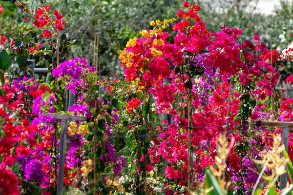 Fila Buganvillas Plantas Ornamentales Con Coloridas Hojas Primavera Cubos Venta — Foto de Stock