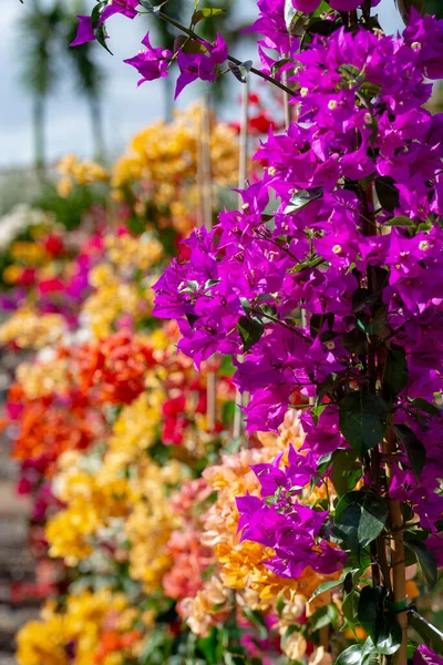 Fila Buganvílias Plantas Ornamentais Com Flores Coloridas Folhas Primavera Baldes — Fotografia de Stock