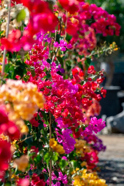 Fila Buganvílias Plantas Ornamentais Com Flores Coloridas Folhas Primavera Baldes — Fotografia de Stock