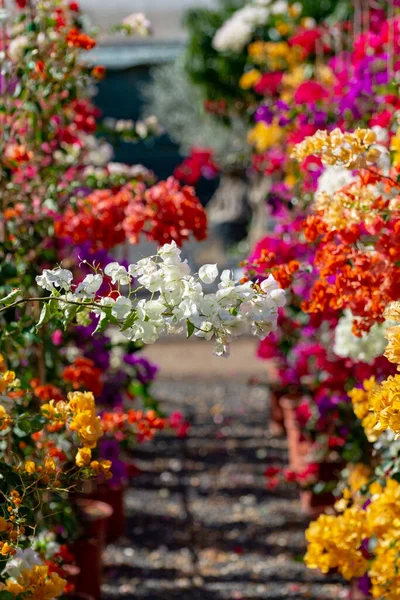 Fila Buganvílias Plantas Ornamentais Com Flores Coloridas Folhas Primavera Baldes — Fotografia de Stock