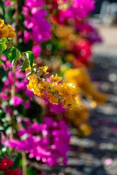 Fila Buganvílias Plantas Ornamentais Com Flores Coloridas Folhas Primavera Baldes — Fotografia de Stock