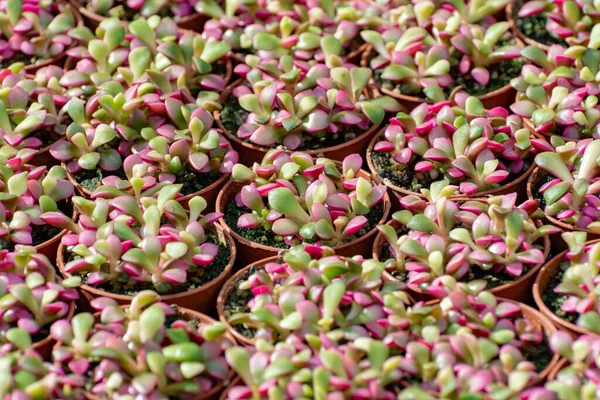 Filas Diferentes Plantas Suculentas Cactus Cubos Venta Tienda Jardinería Planta — Foto de Stock