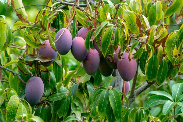 Tropical mango tree with big ripe mango fruits growing in orchard on Gran Canaria island, Spain, cultivation of mango fruits on plantation.