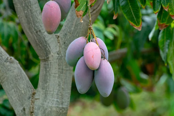 Tropical mango tree with big ripe mango fruits growing in orchard on Gran Canaria island, Spain, cultivation of mango fruits on plantation.