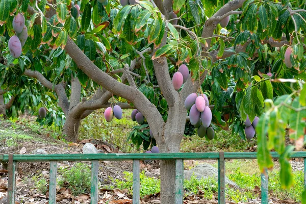 Tropical Mango Tree Big Ripe Mango Fruits Growing Orchard Gran — Stock Photo, Image