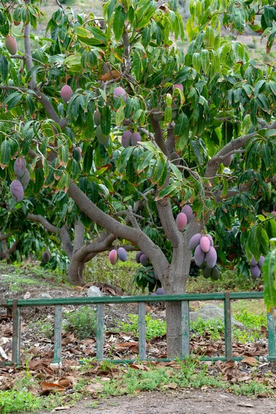 Tropical Mango Tree Big Mature Mango Fruits Growing Orchard Gran — Stock fotografie