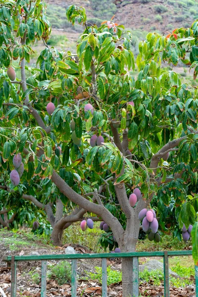 Tropical mango tree with big ripe mango fruits growing in orchard on Gran Canaria island, Spain, cultivation of mango fruits on plantation.