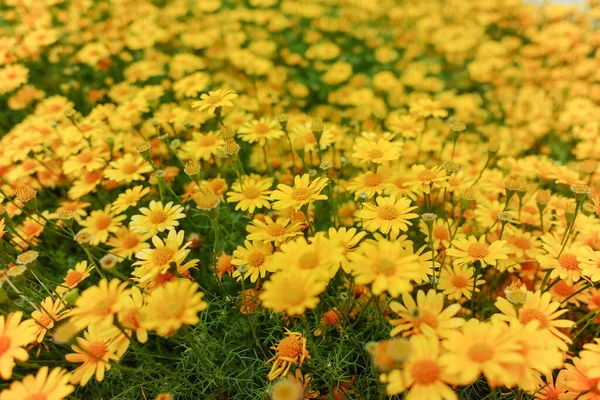 Prado Com Grupo Pequenas Flores Margarida Amarelas Primavera Jardim — Fotografia de Stock