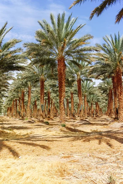 Phoenix Dactylifera Çiftliği Genellikle Arava Negev Çöllerinde Hurma Ağaçları Veya — Stok fotoğraf