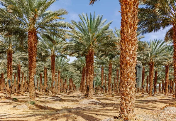 Phoenix Dactylifera Çiftliği Genellikle Arava Negev Çöllerinde Hurma Ağaçları Veya — Stok fotoğraf