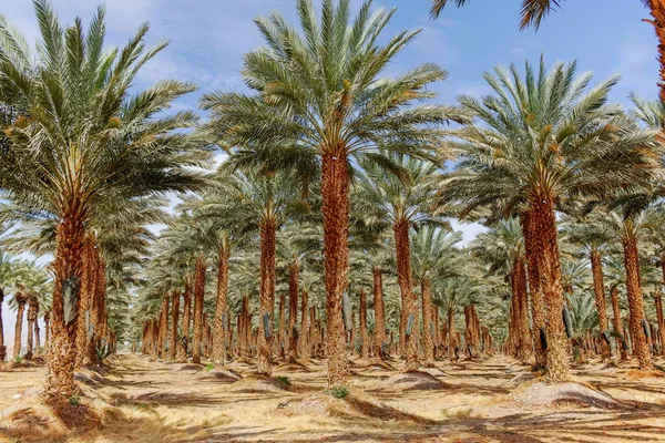 Phoenix Dactylifera Çiftliği Genellikle Arava Negev Çöllerinde Hurma Ağaçları Veya — Stok fotoğraf