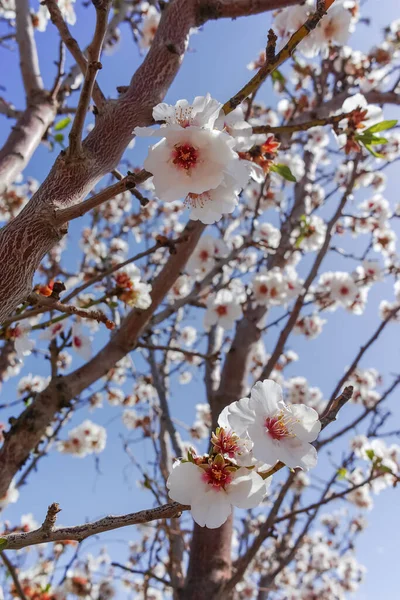 Цветение Миндаля Весна Сельском Саду Фон Природы Голубым Небом — стоковое фото