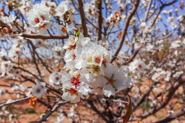 Flor Árbol Almendras Primavera Huerto Agrícola Fondo Natural Con Cielo —  Fotos de Stock