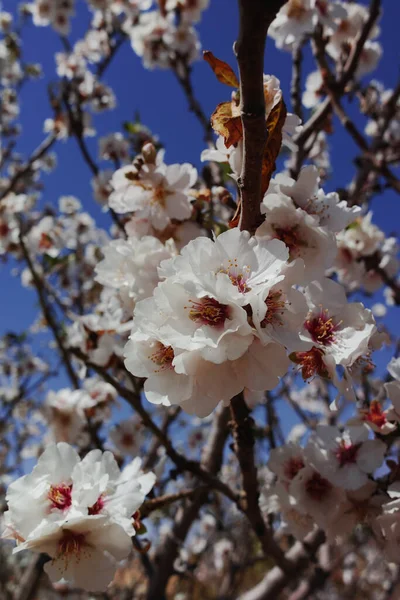 Amêndoas Árvore Flor Primavera Pomar Fazenda Fundo Natureza Com Céu — Fotografia de Stock