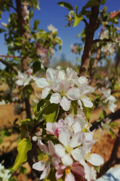 Прекрасные Розовые Яблони Цветут Весна Кибуце Пустыня Негев Солнечный Израиль — стоковое фото